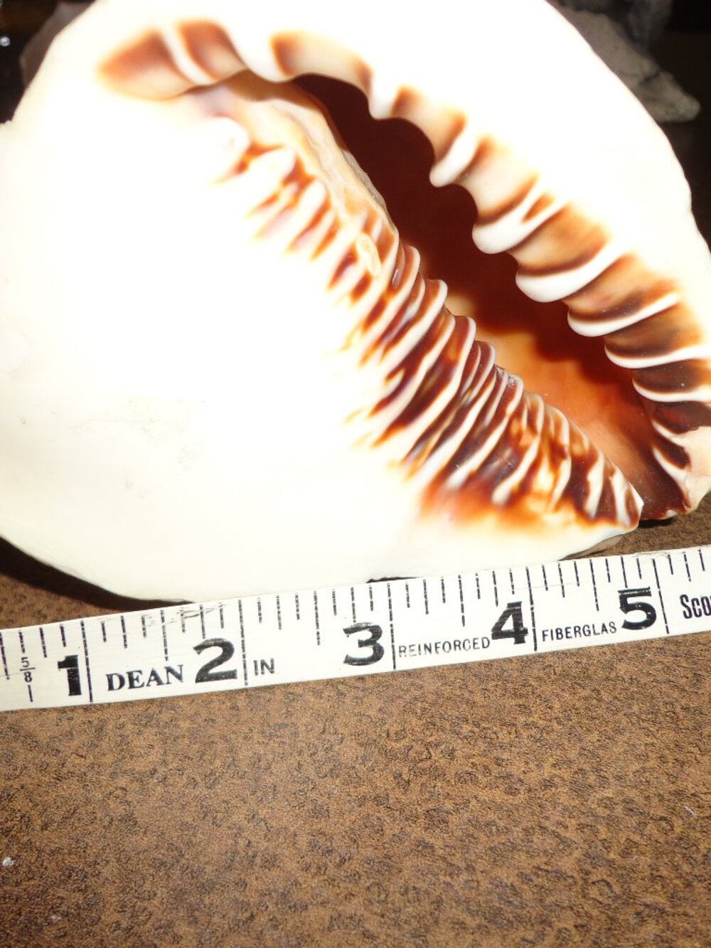 Sea Shell Authentic Cassis Rufa Nature's Beauty 5.5" - Picture 4 of 6